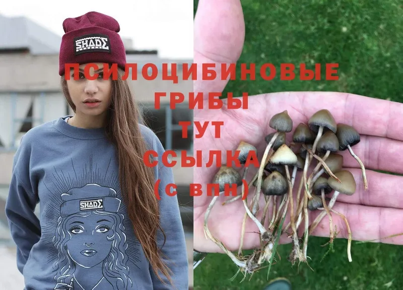 Псилоцибиновые грибы Magic Shrooms  Магадан 